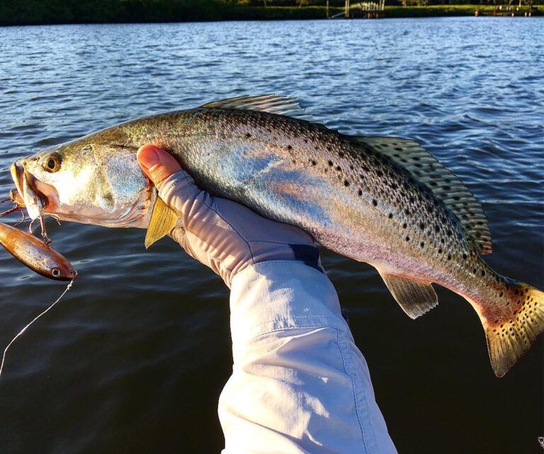 #seatrout #spottedseatrout …