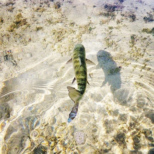 Catch & release.  #bonefish #flyfishing #conservation #besthandlingpractices #gr…