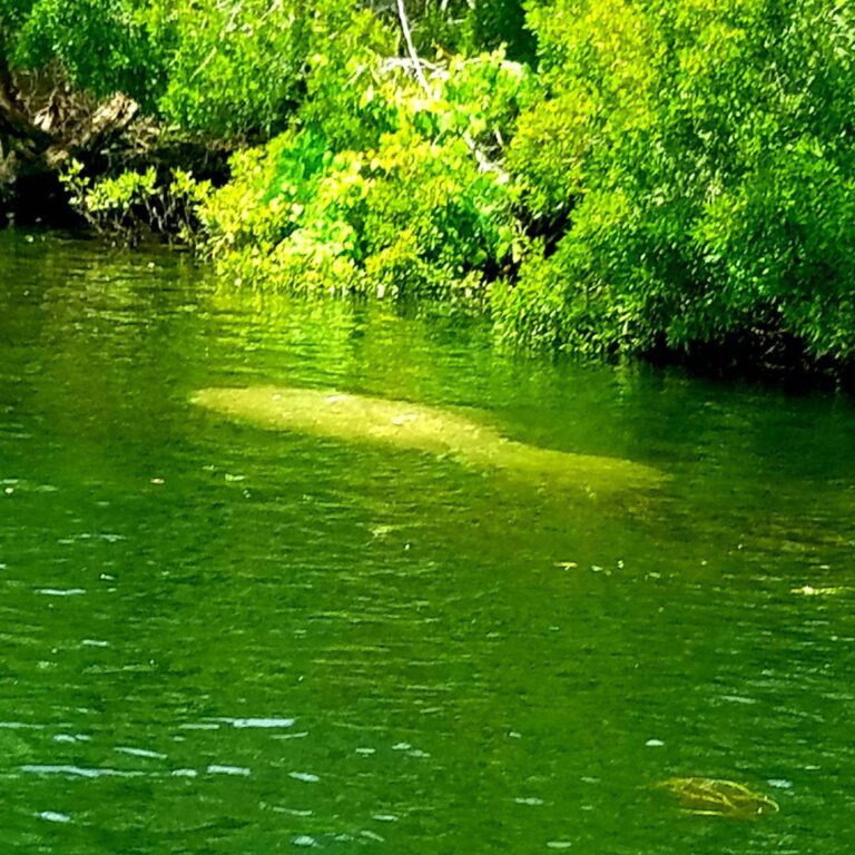 Manatees in the river…