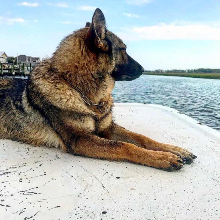 Scout Dog loving that Skiff Life.