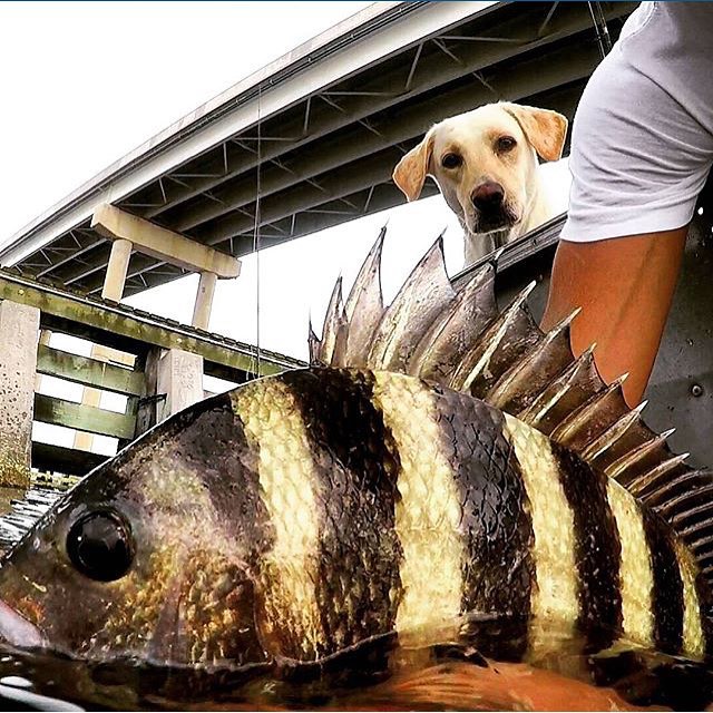 Nice sheepshead 