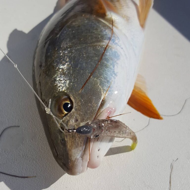 Lower Laguna Madre Redfish Flyfishing