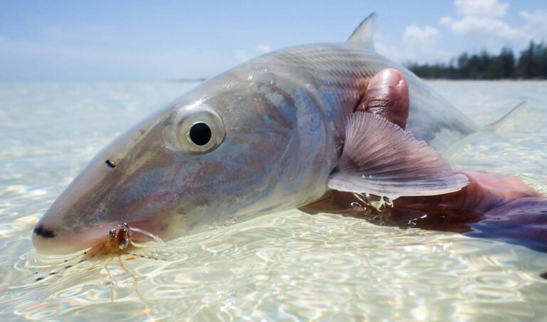 A quality Grand Bahama bonefish.                        …