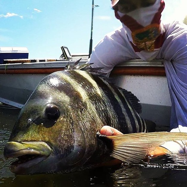 Nice sheepshead  
Dm…