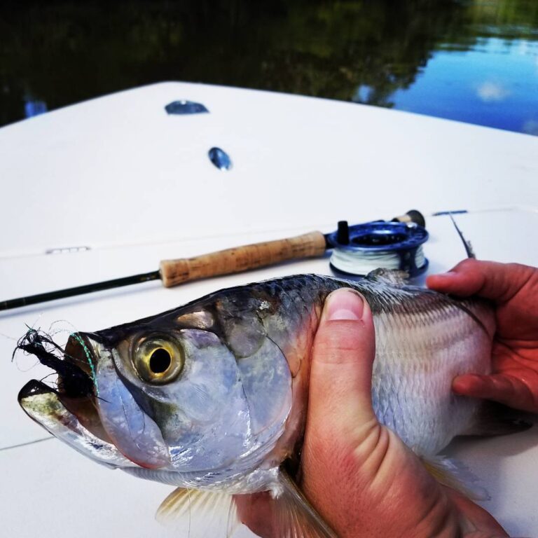 Baby tarpon!.                             …