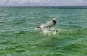 tarpon-fishing-florida-keys