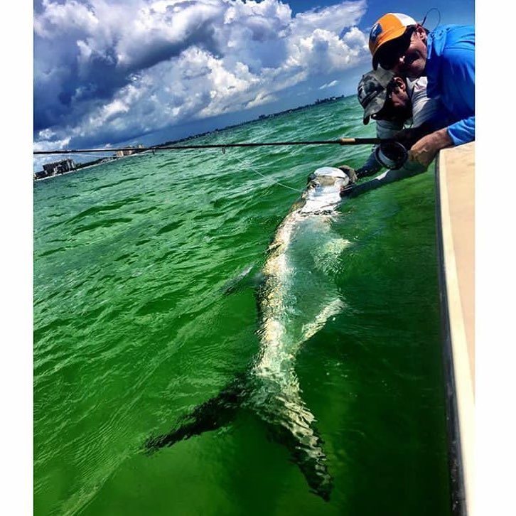 160 lb tarpon from @…