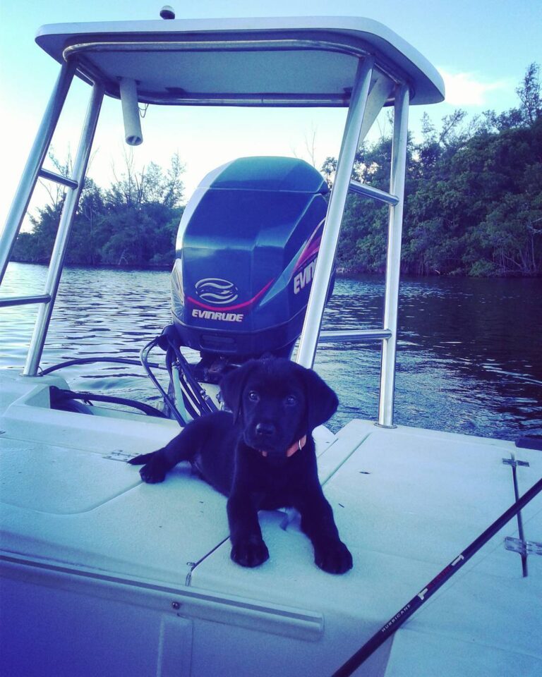 Basher Boat Dog!!