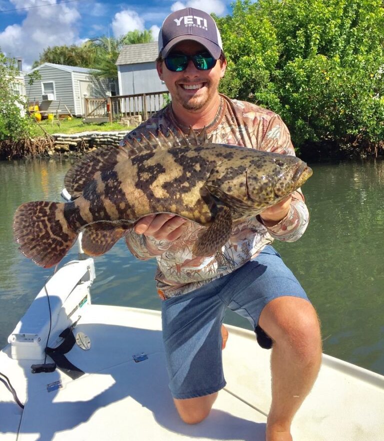 Inshore baby Goliaths on light tackle