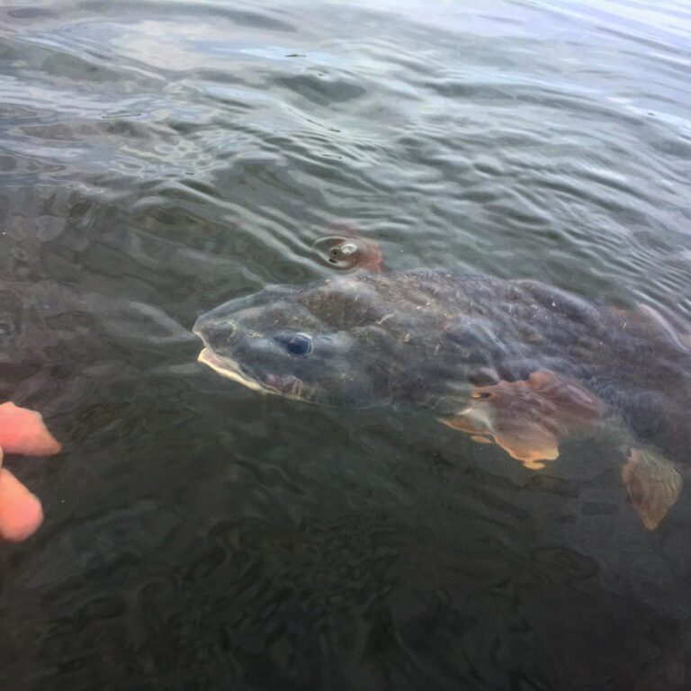 Lit up redfish from yesterday