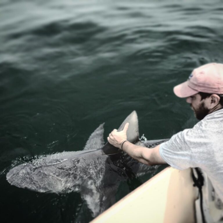 Mid-day sharkin’. 1 of 2 brown sharks landed and released