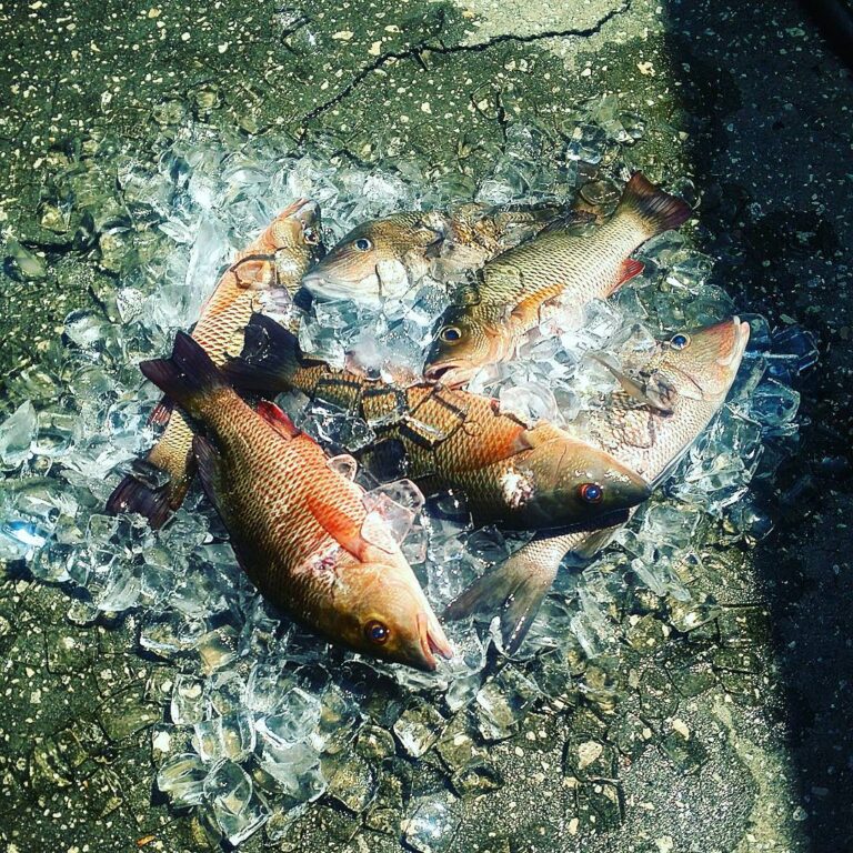 Wackin’ the Mangrove Snapper