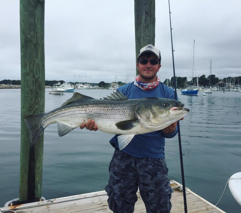 A little scarred but a gorgeous striped bass!