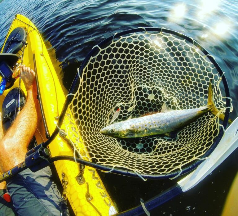 Awesome Spanish mackerel on YAK!