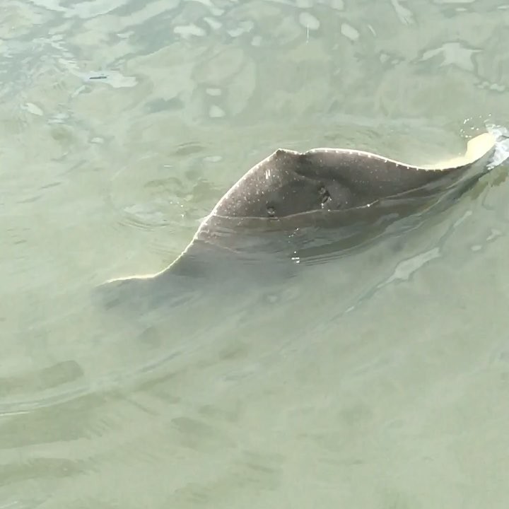 Interesting catch! Big ol butterfly ray!