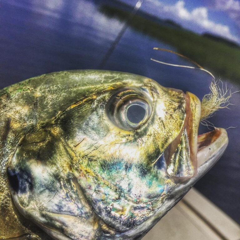 ~JACK CREVALLE THOUGHT HE HAD A SNACK~         …