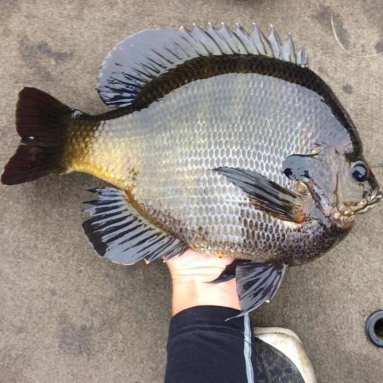 Mammoth Bluegill from Roundabout Skiff