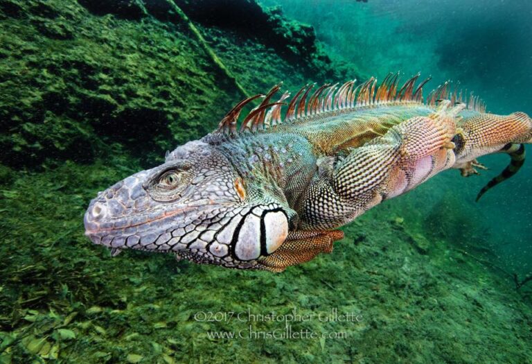 Chris Gillette with EPIC Iguana swim shot.