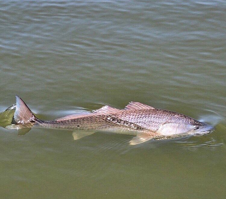 Awesome redfish pic …