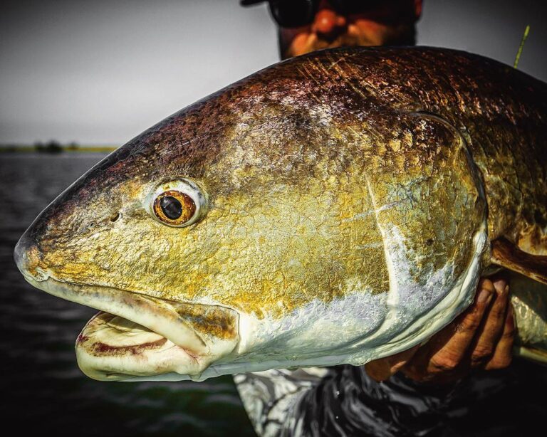 “Bulls of Fall” Redfish Heaven