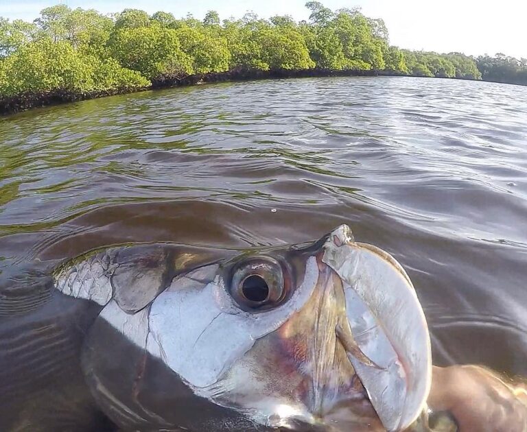 Backwater Tarpon Fun