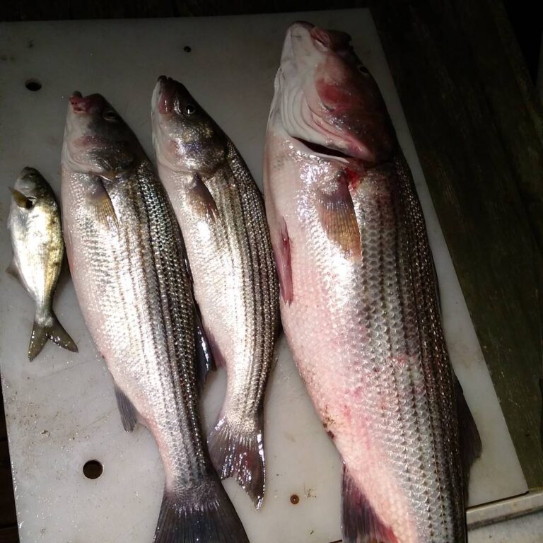 Them Striper tho!