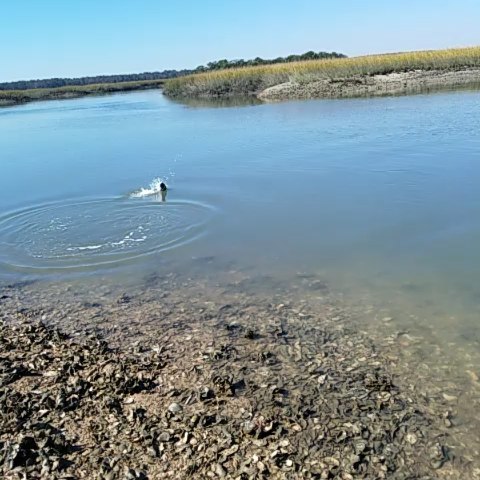 Skinny Water Catching, see video!