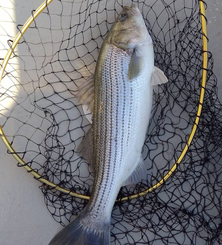 35.5 striper on deck!