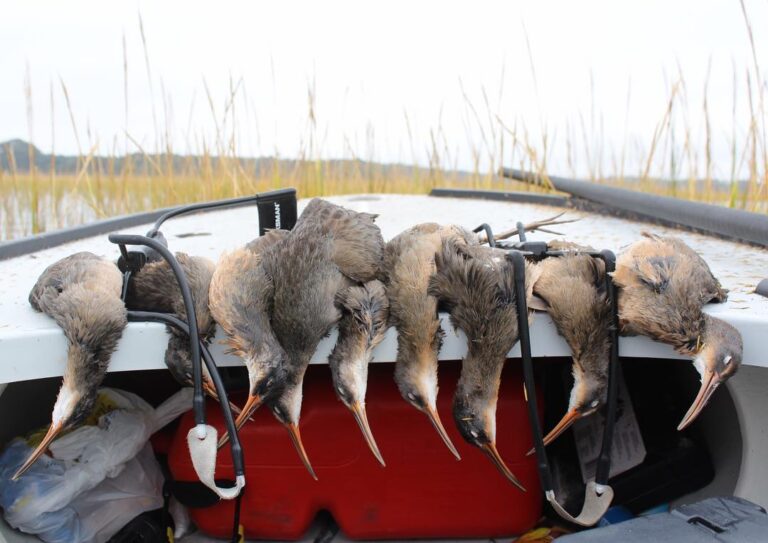 Busted out the slingshots this morning for a marsh hen shoot