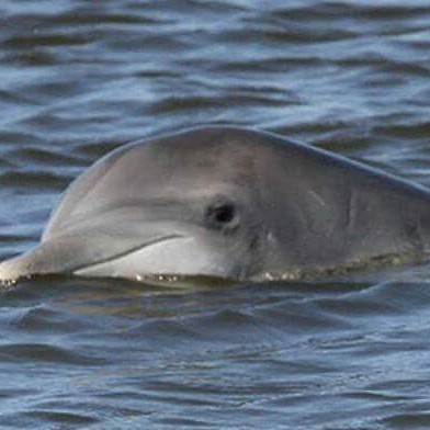 Cedar Key Dolphins