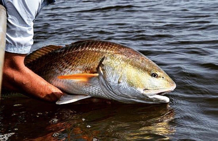 Big bull redfish