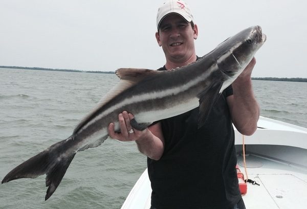 cobia fishing fort myers