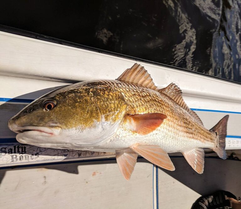 Big FAT redfish!