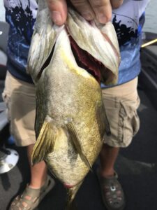 small mouth bass