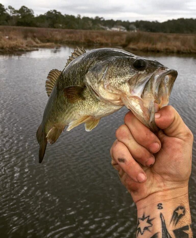 Cloudy day marsh bass ️              …