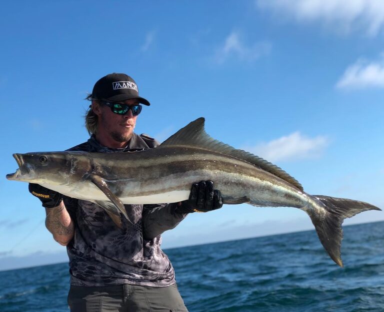 Stud cobia from this morning