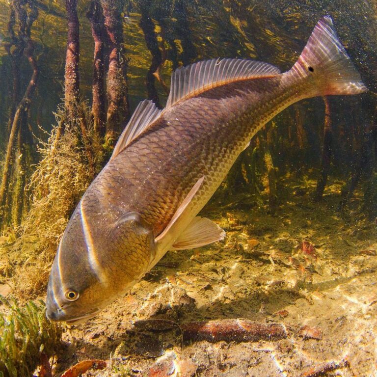 Biscayne Bay red in the roots.                     …