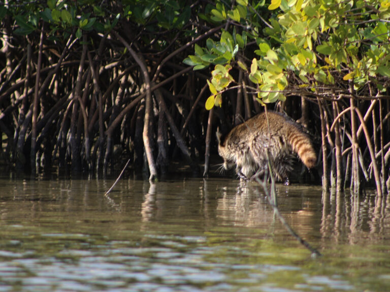 Locals disappearing into the mangrove roots..                …