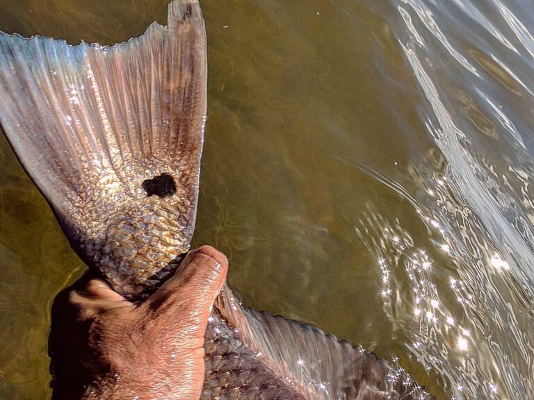 That beautiful blue redfish tail!