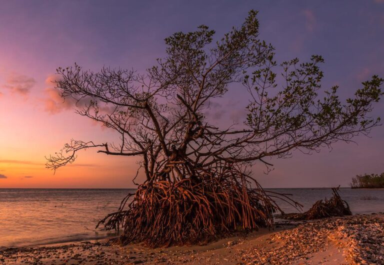 Solo mangrove tree in the 10,000 islands showing off its beautiful root system a…