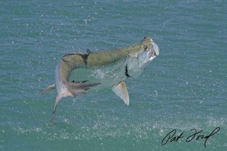 Tarpon Information & Tips