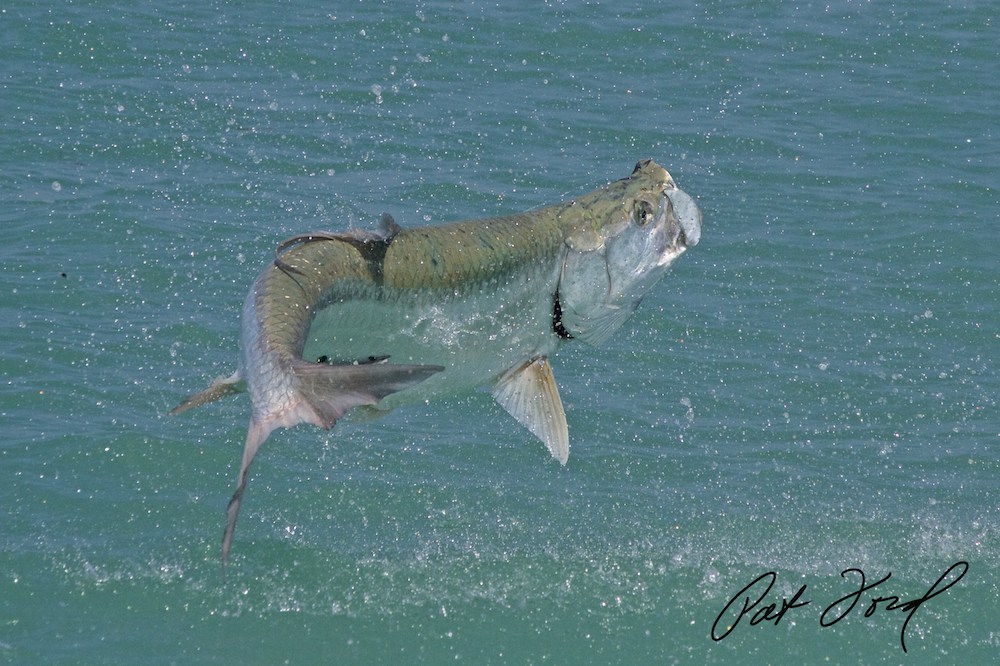 tarpon