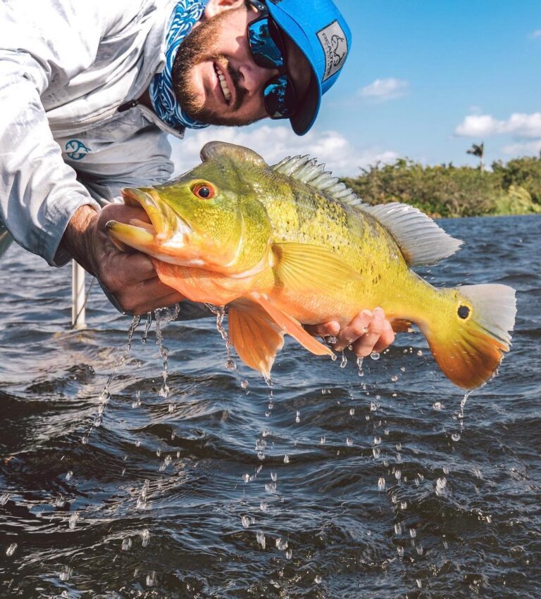 Beautiful Peacock Bass!