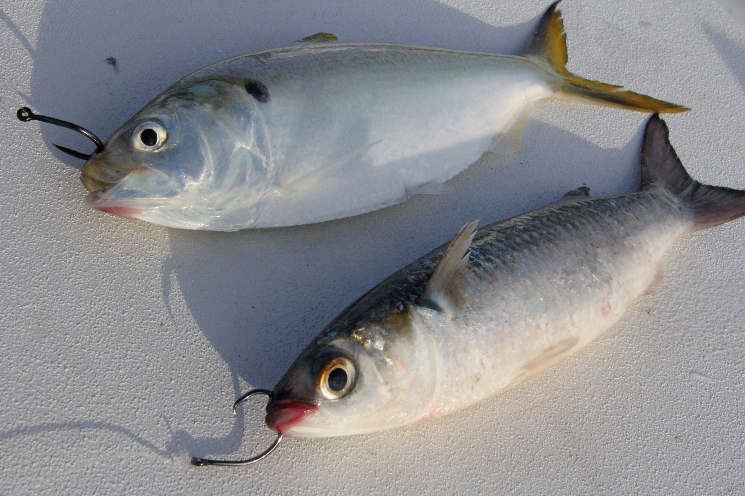 best bait for flounder