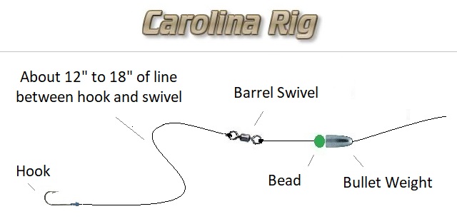 carolina rig