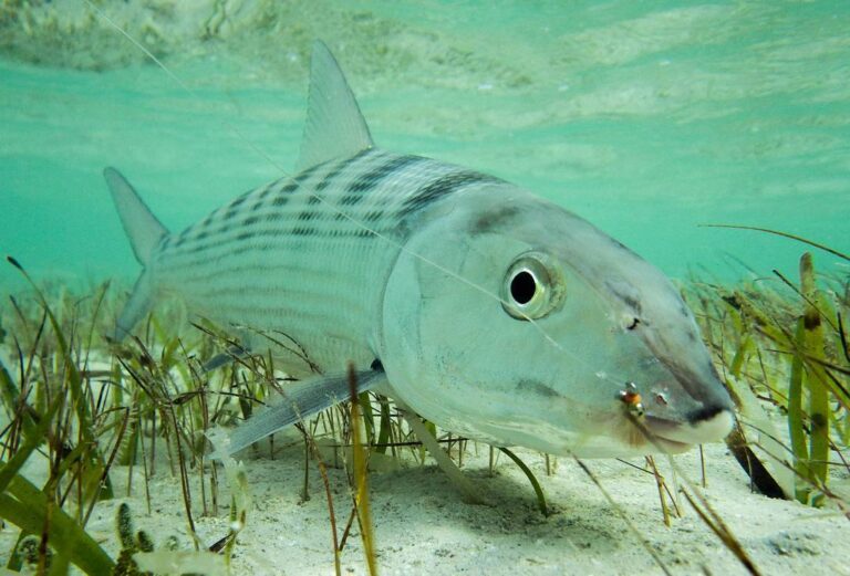 Beautiful Bonefish