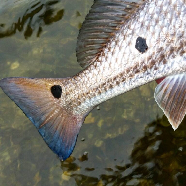 Nice cold water blue redfish tail