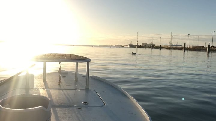 Chasing dolphins and a nice sunrise