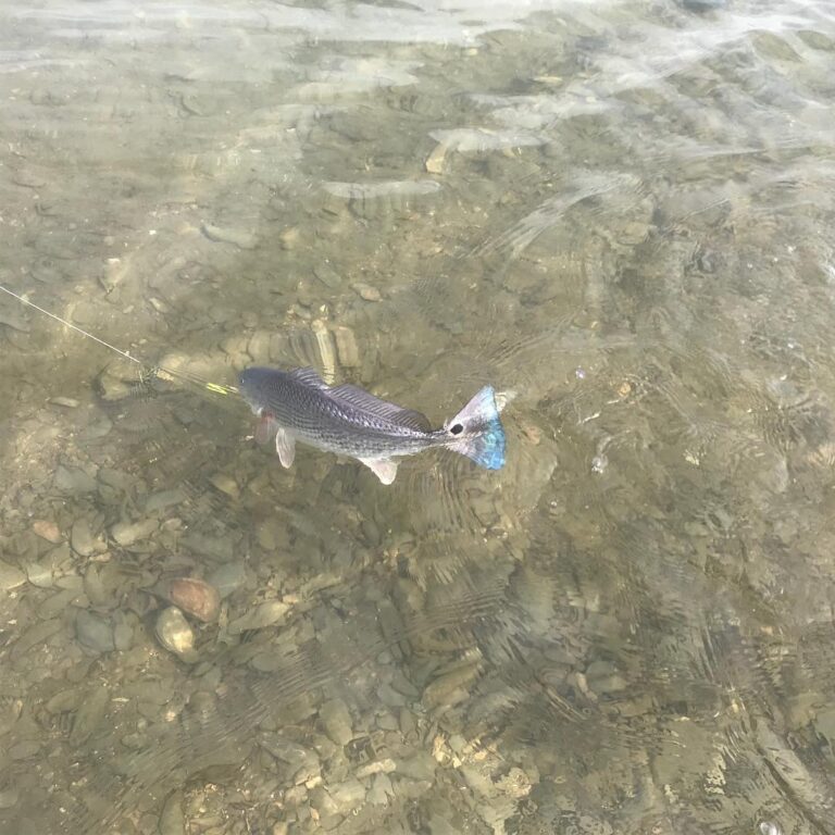 Sick Redfish Shot