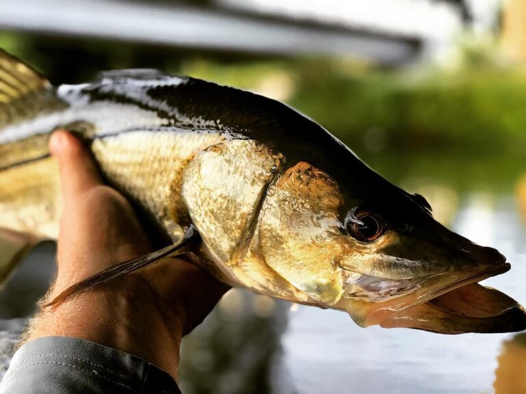 Dark water snook